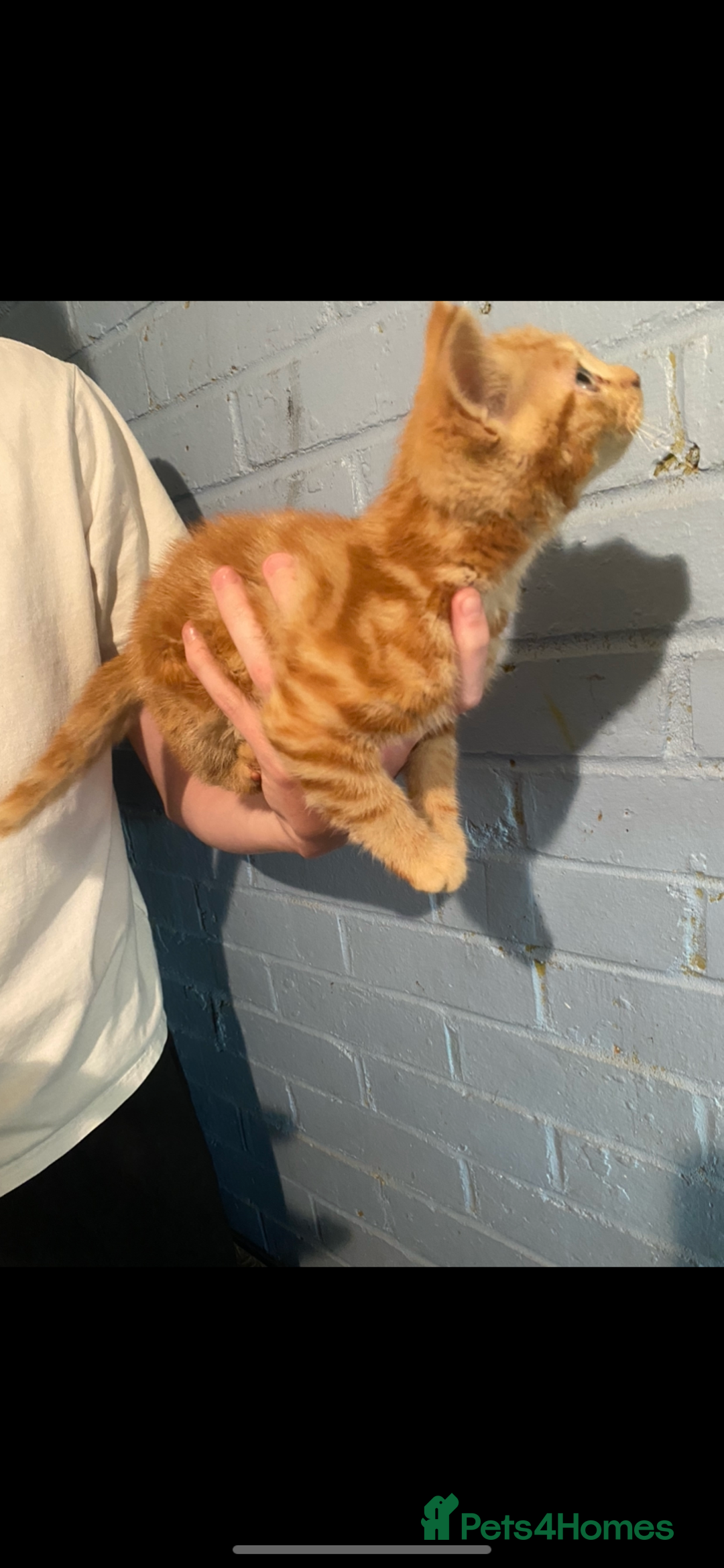 British Shorthair cats for sale: Stunning kitten boy £180  - Image 4