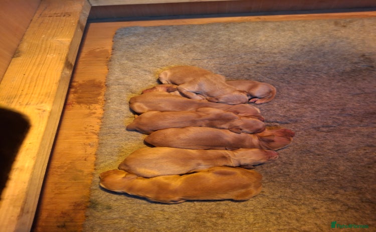 Golden Retriever dogs - Advert 14