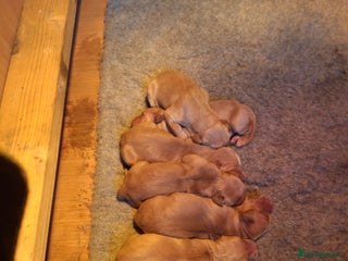 Golden Retriever dogs - Advert 15