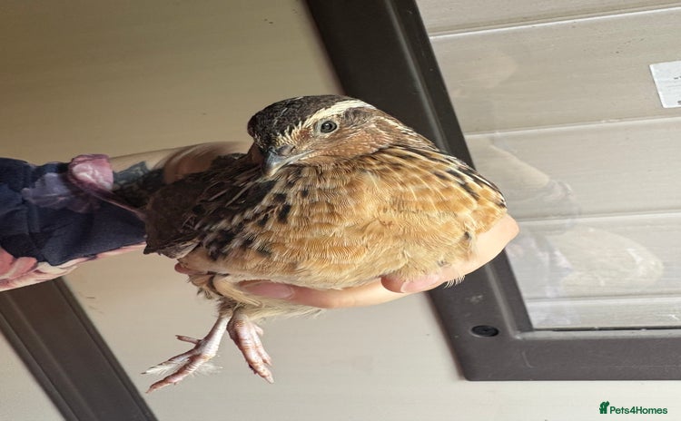 Quail poultry Bonded Cotnurnix Quails! - Advert 2