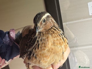 Quail poultry Bonded Cotnurnix Quails! - Advert 5
