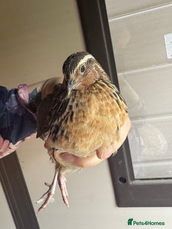 Quail poultry Bonded Cotnurnix Quails! - Advert 4