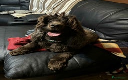 Cockapoo dogs for sale: F1 beautiful  cockapoo puppy’s  - Image 8