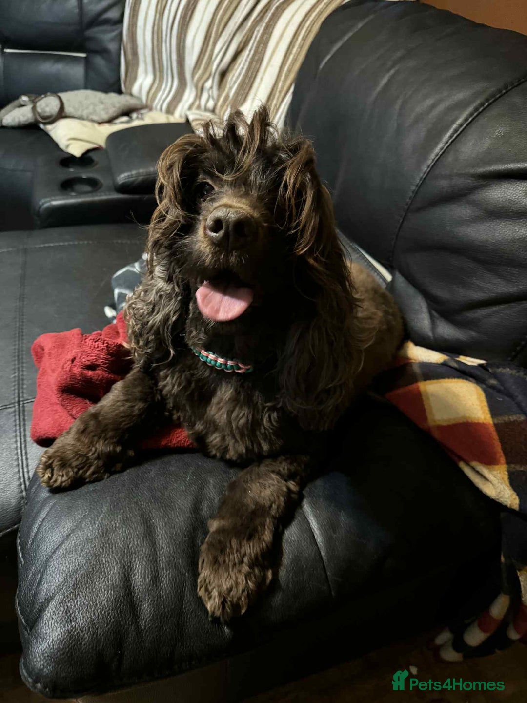 Cockapoo dogs for sale: F1 beautiful  cockapoo puppy’s  - Image 8