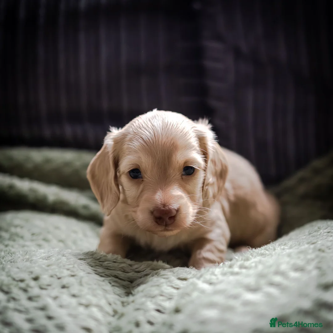 Miniature Dachshund dogs for sale: Stunning long haired KC mini cream babies - Advert 2
