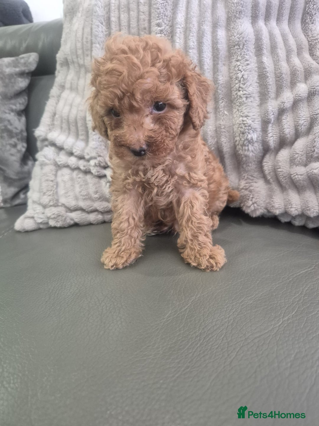 Miniature Poodle dogs for sale: KC Fox Red Miniature Poodle Boys - Image 21