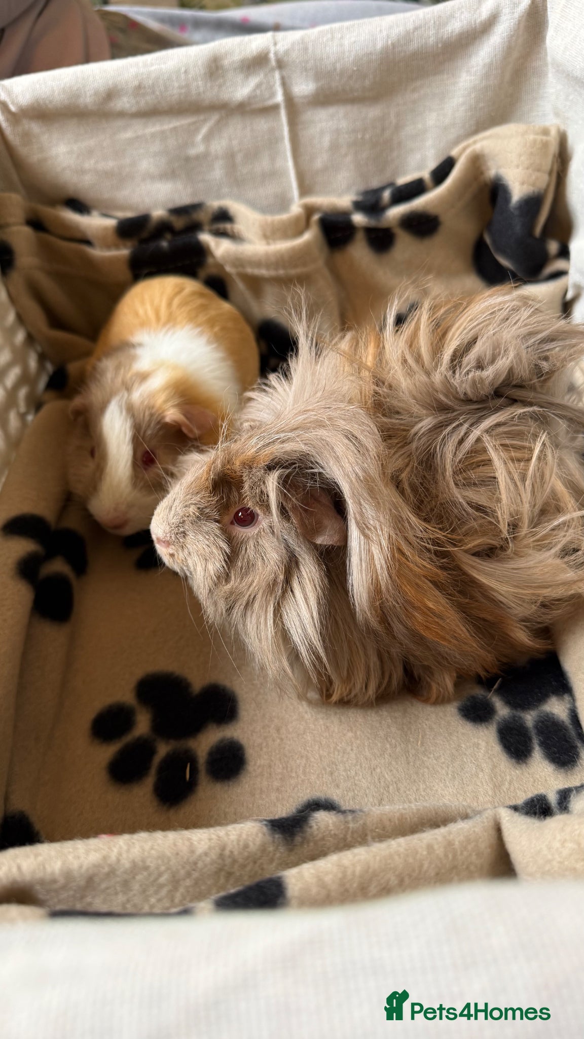 Guinea Pig rodents Two bonded brothers guinea pig babies  - Advert 4