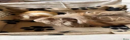 Guinea Pig rodents for sale: Two bonded brothers guinea pig babies  - Advert 1