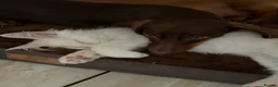 Maine Coon cats for sale: Maine Coon 3/4 Cross Kittens  - Advert 17