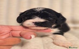 Cavapoo dogs for sale: Adorable Cavapoo Pups fully health tested parents - Image 18
