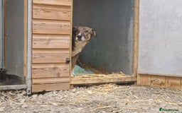 Mixed Breed dogs for adoption: Meet Eileen,  currently residing in Essex  - Advert 4