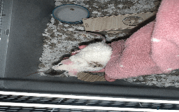Mouse rodents for sale: mice for sale  - Image 4