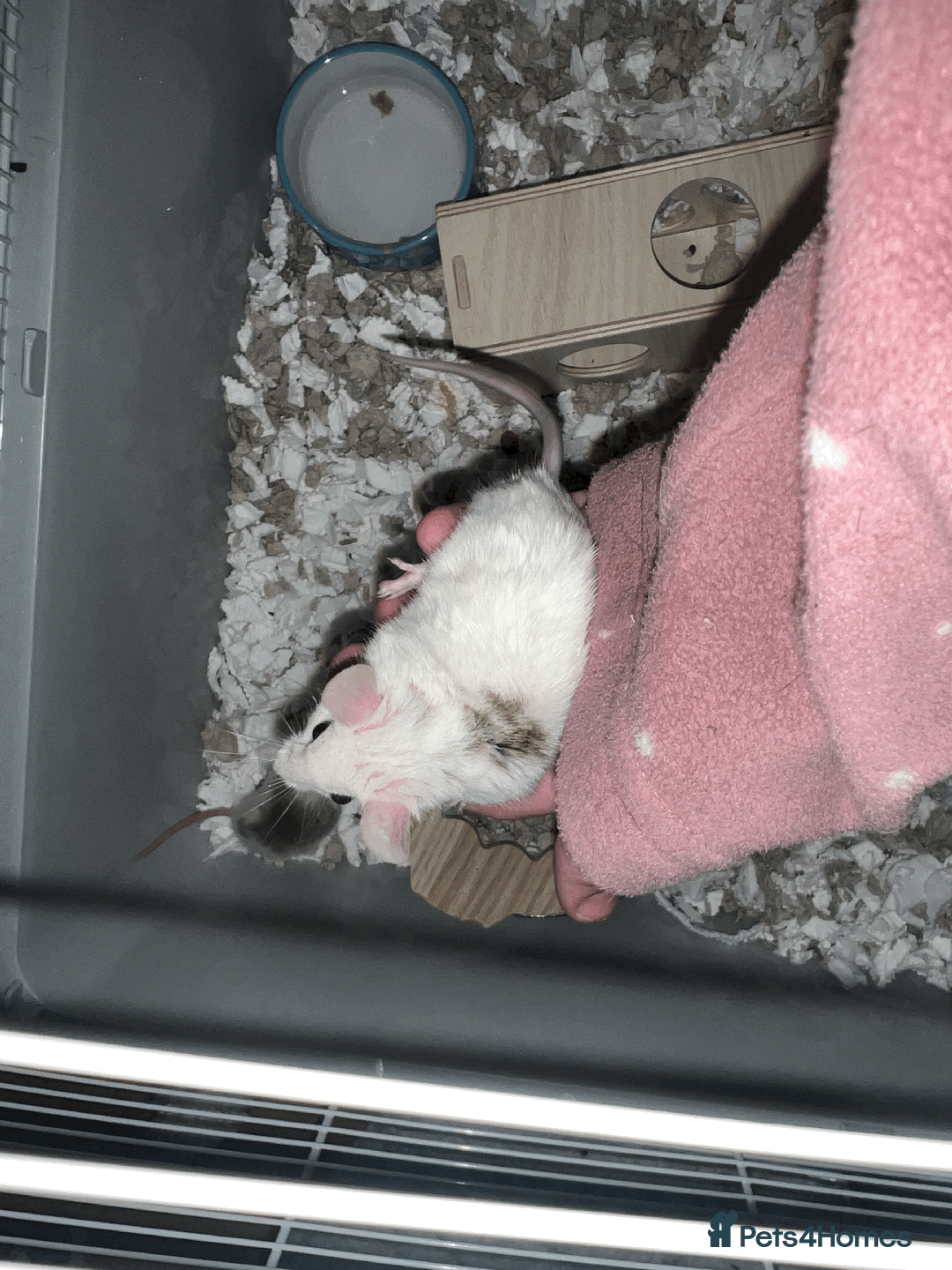Mouse rodents for sale: mice for sale  - Image 4