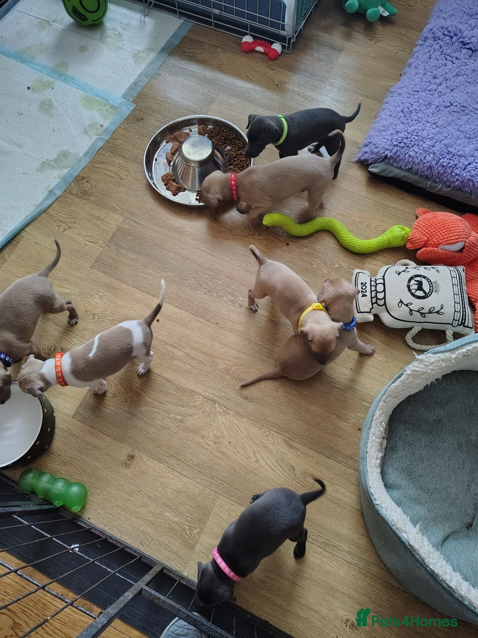 Italian Greyhound dogs 3/4 Italian Greyhound & 1/4 Whippet Puppies - Advert 2