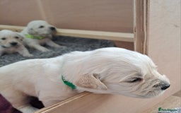 Golden Retriever dogs for sale: Gorgeous pedigree golden retriever puppies - Image 25