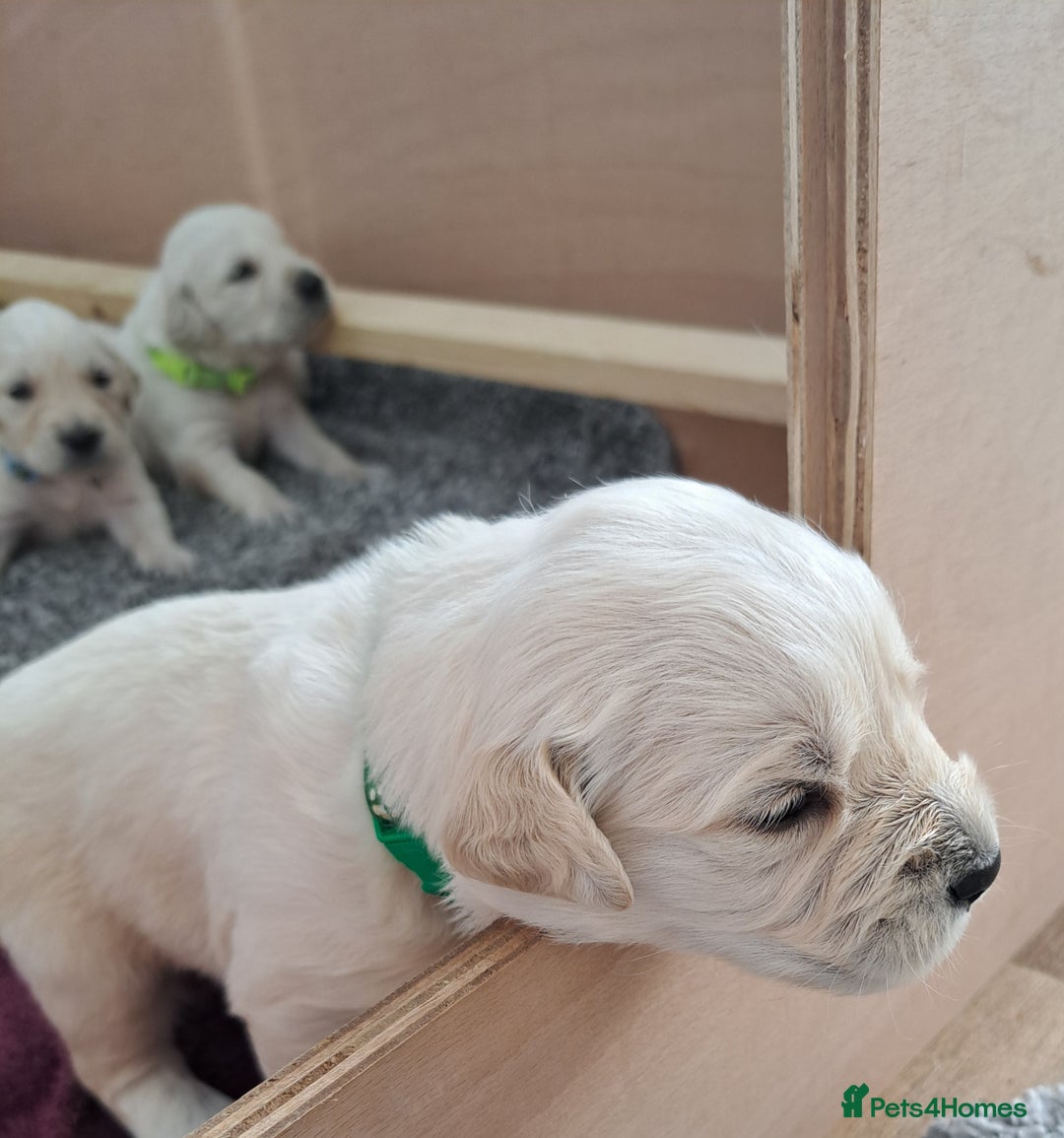 Golden Retriever dogs for sale: Gorgeous pedigree golden retriever puppies - Image 25