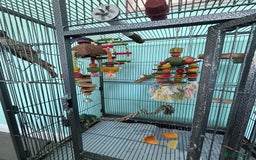 Conures birds for sale: Conures - Image 11