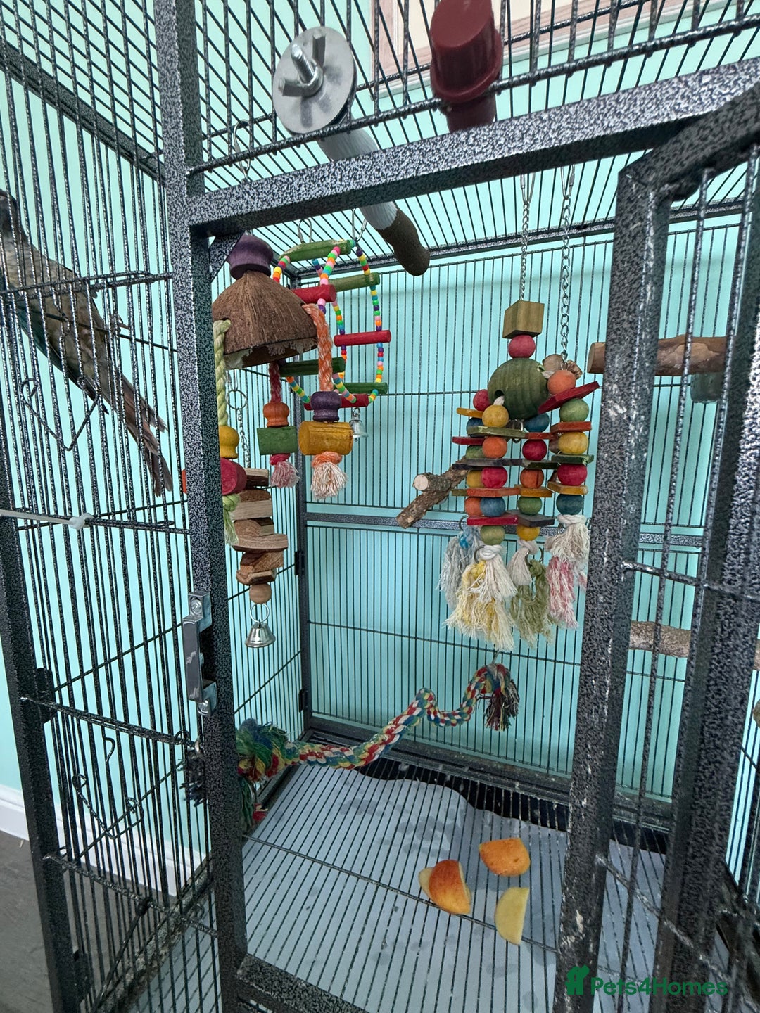 Conures birds for sale: Conures - Image 11