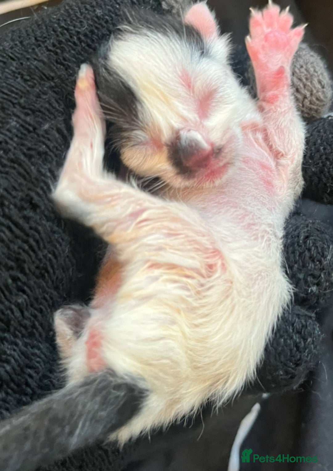 Mixed Breed cats for sale: Beautiful kittens for sale 🥰 - Advert 4