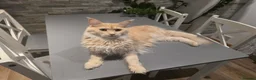 Maine Coon cats for sale: Maine coon kitten for sale - Advert 9