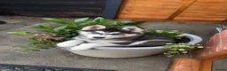 Siberian Husky dogs for sale: Husky  puppies 1 boy 1 girl  - Advert 5
