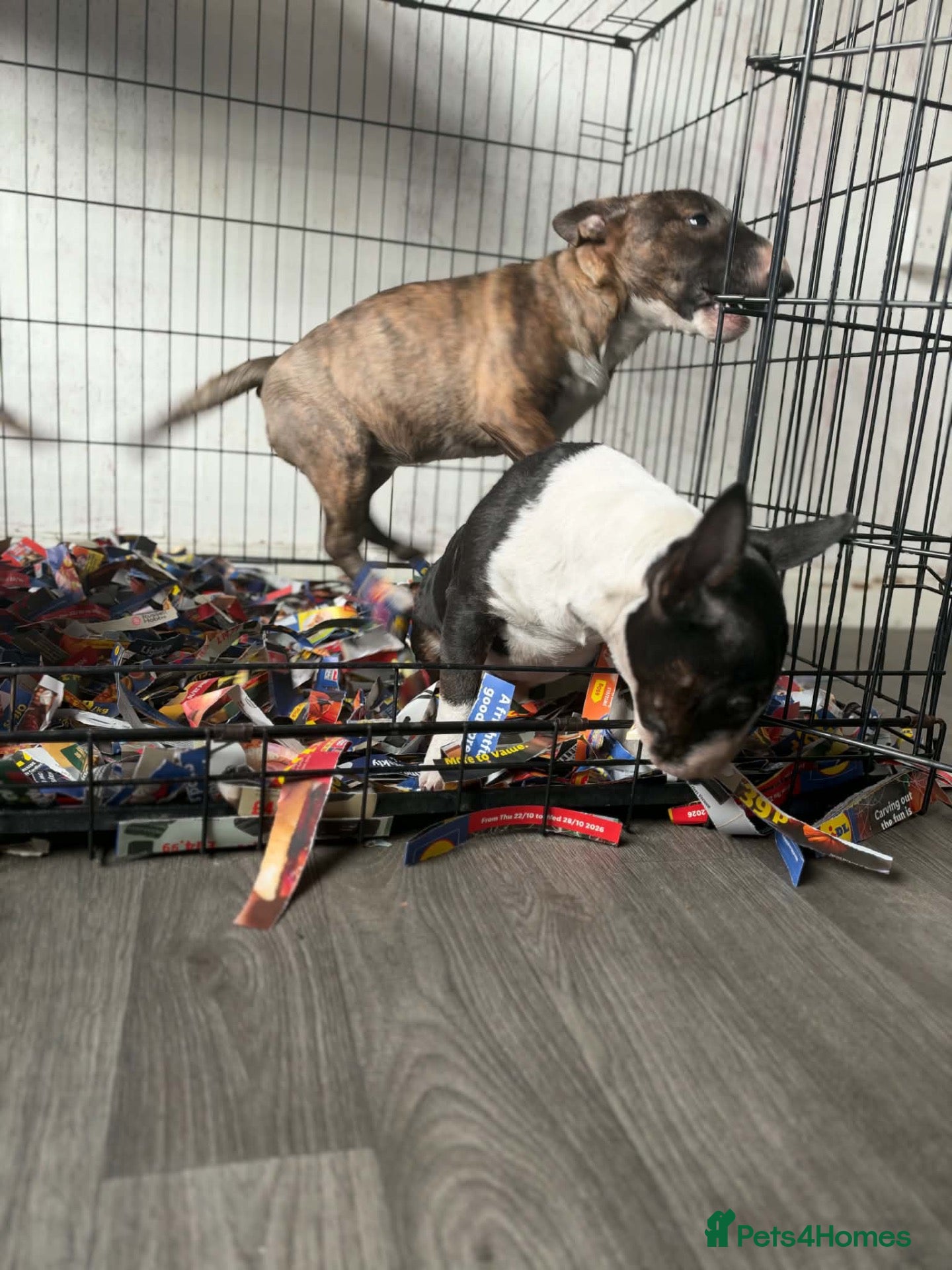 Miniature Bull terrier dogs for sale: BULL TERRIER LITTER 2 LEFT 🐶 - Advert 2