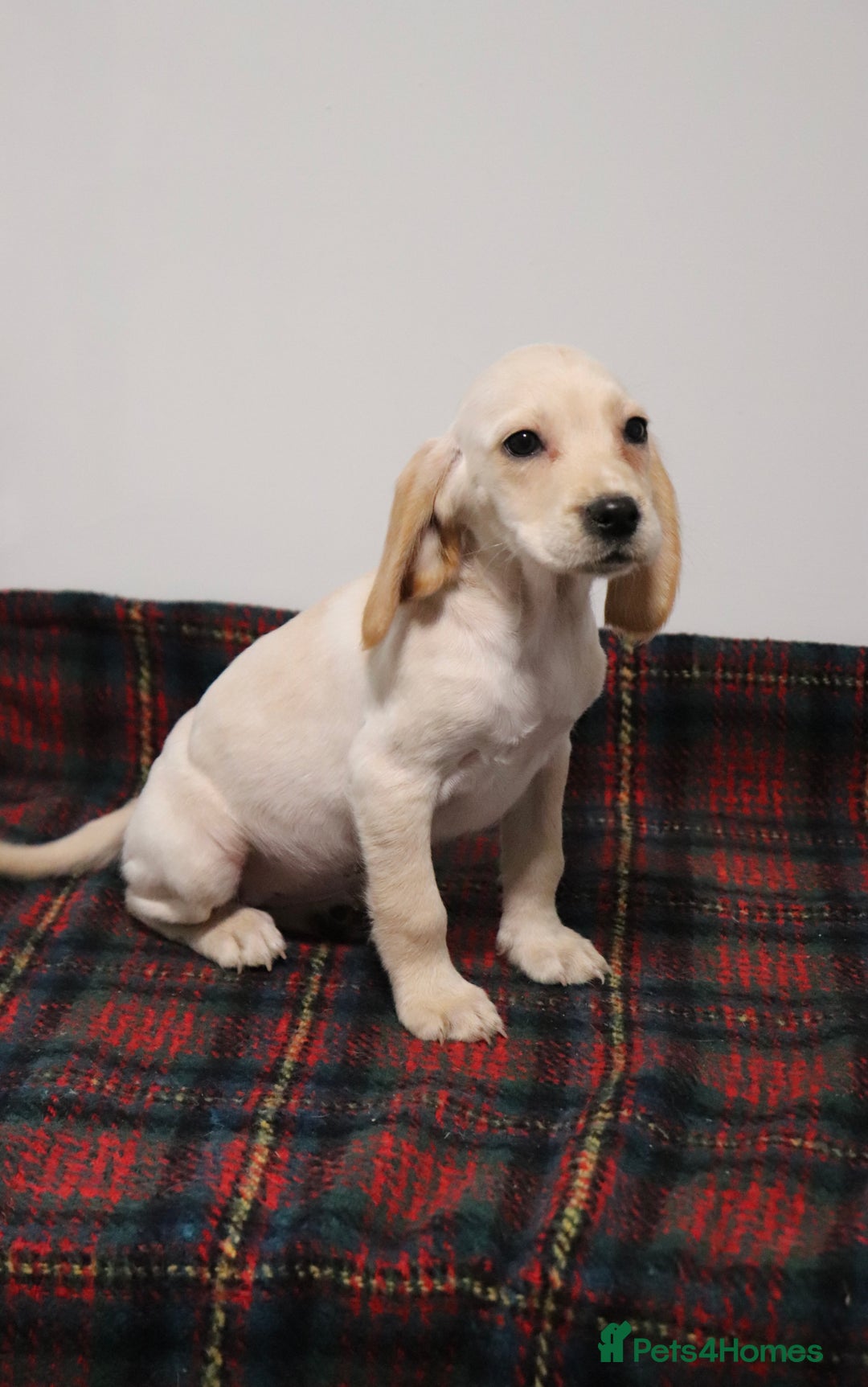 Cocker Spaniel dogs for sale: Stunning Cocker Spaniel Puppies. Now ready.  - Advert 14