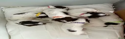 English Springer Spaniel dogs for sale: Springer Spaniel Puppies for Sale –  - Advert 8