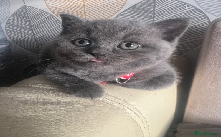 British Shorthair cats - Advert 2