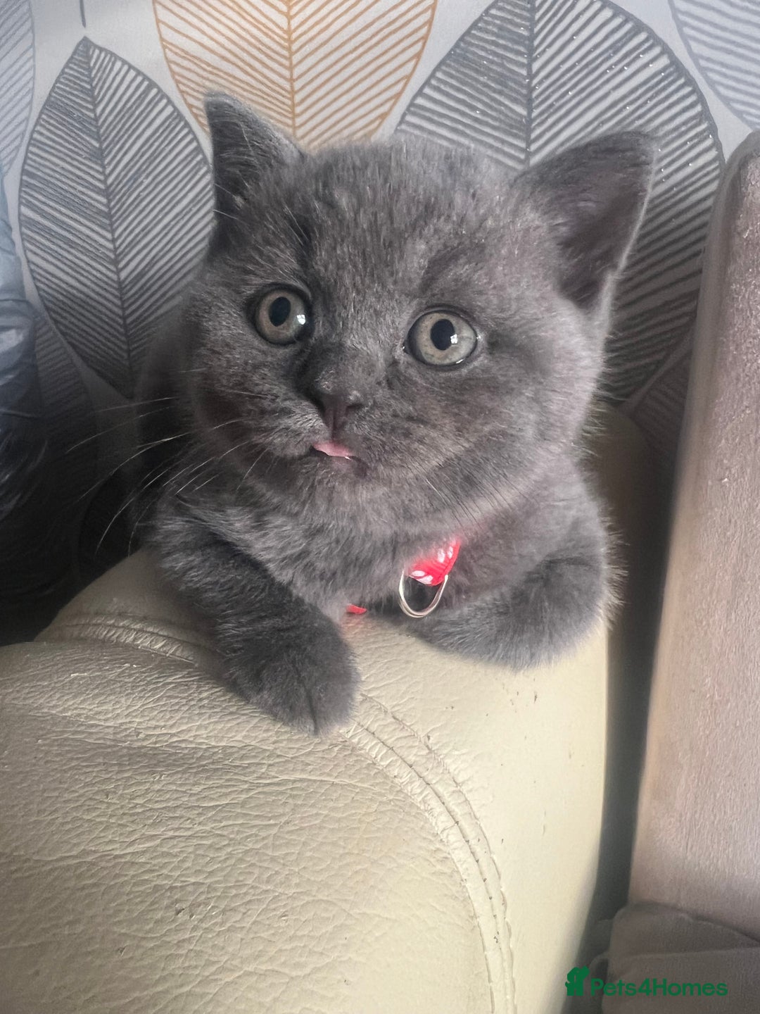 British Shorthair cats for sale: Chunky British Shorthair Kittens - Image 1