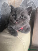 British Shorthair cats - Advert 7