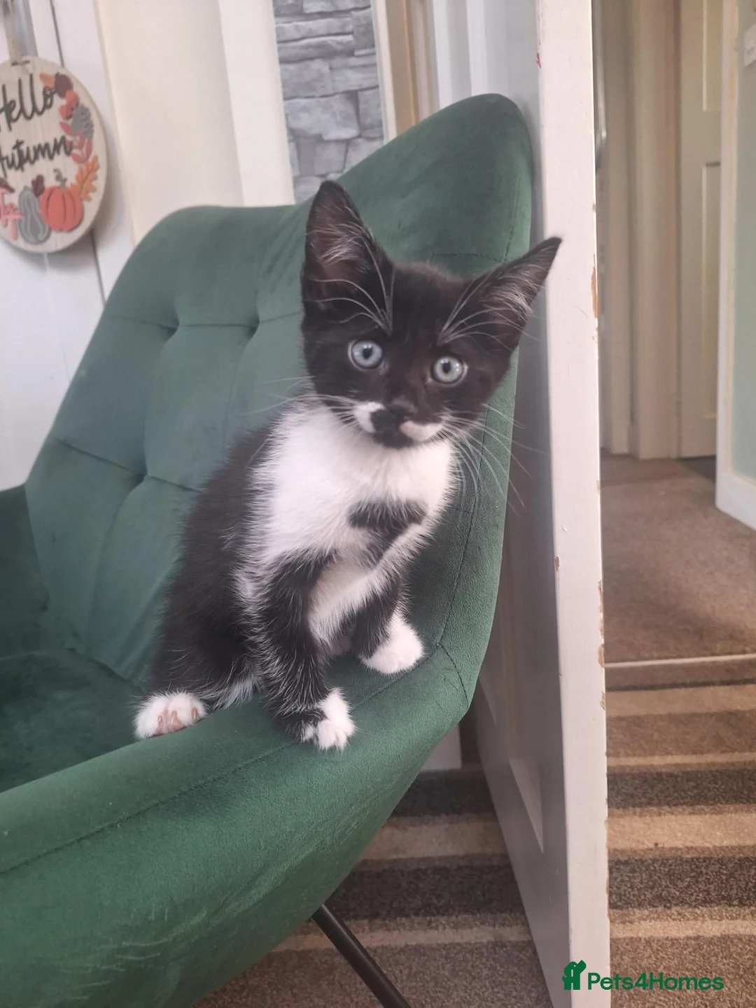 Mixed Breed cats for sale: 8wk old kittens  - Advert 11