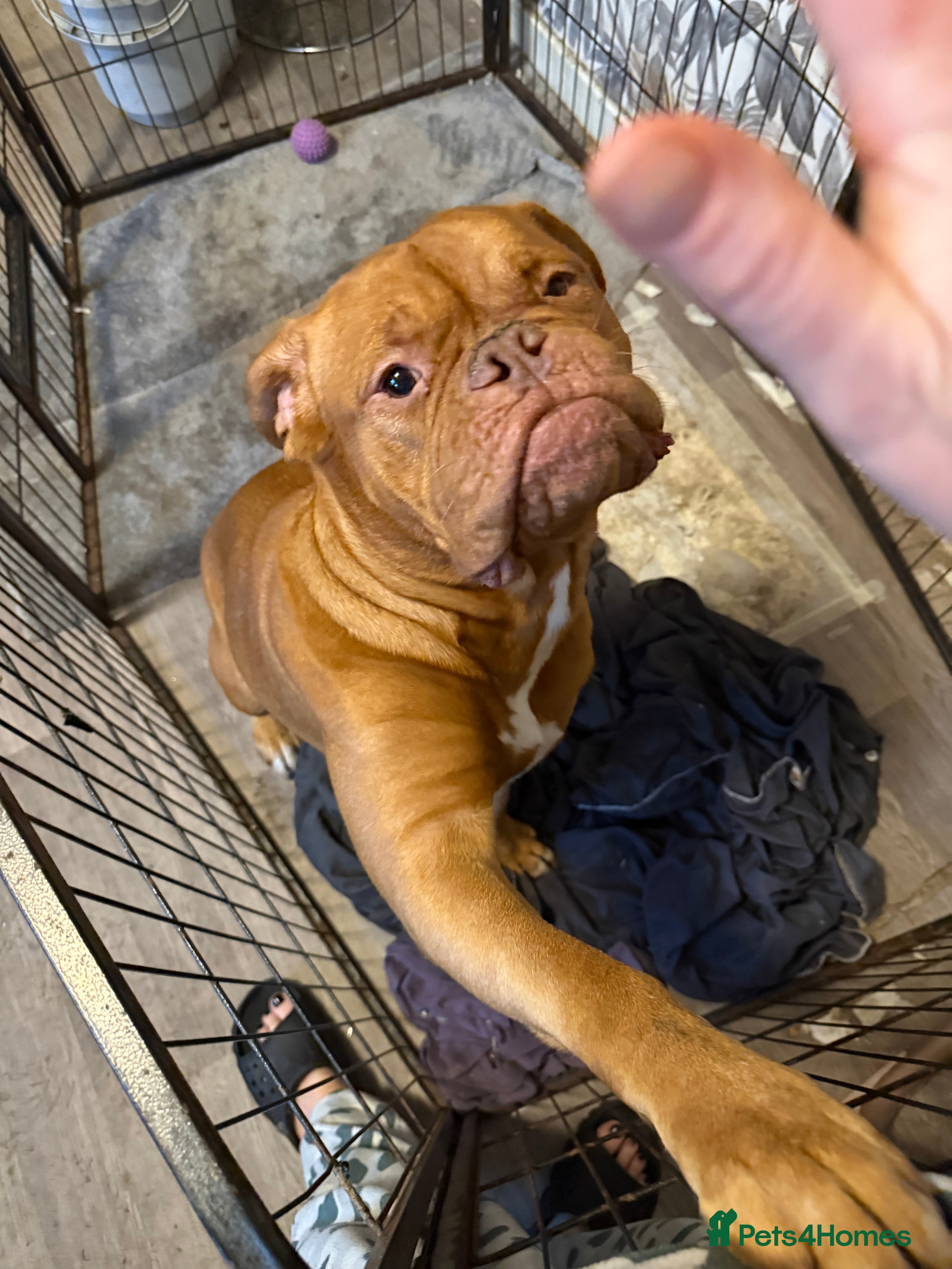 Dogue De Bordeaux dogs Girl looking for forever home - Advert 1