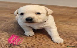 Labrador Retriever dogs for sale: Labrador Retriever Puppies - Image 13