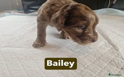 Labradoodle dogs for sale: Chocolate Merle Labradoodle+Australian Labradoodle - Image 16