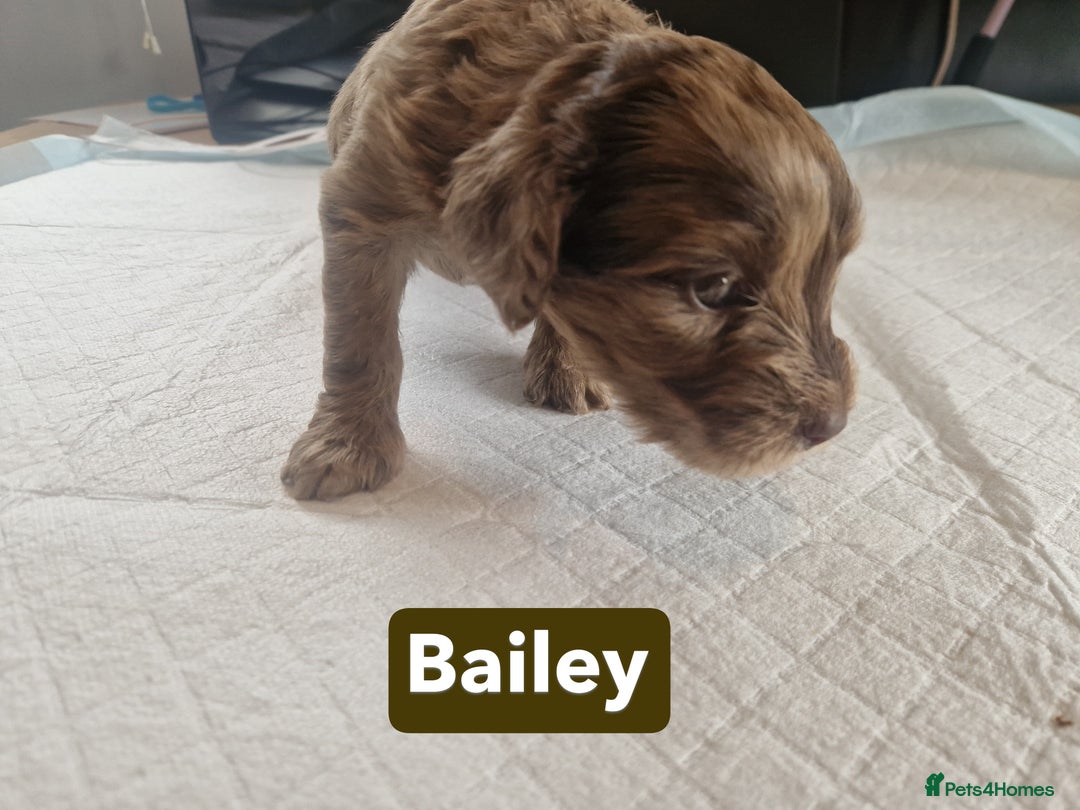Labradoodle dogs for sale: Chocolate Merle Labradoodle+Australian Labradoodle - Image 16