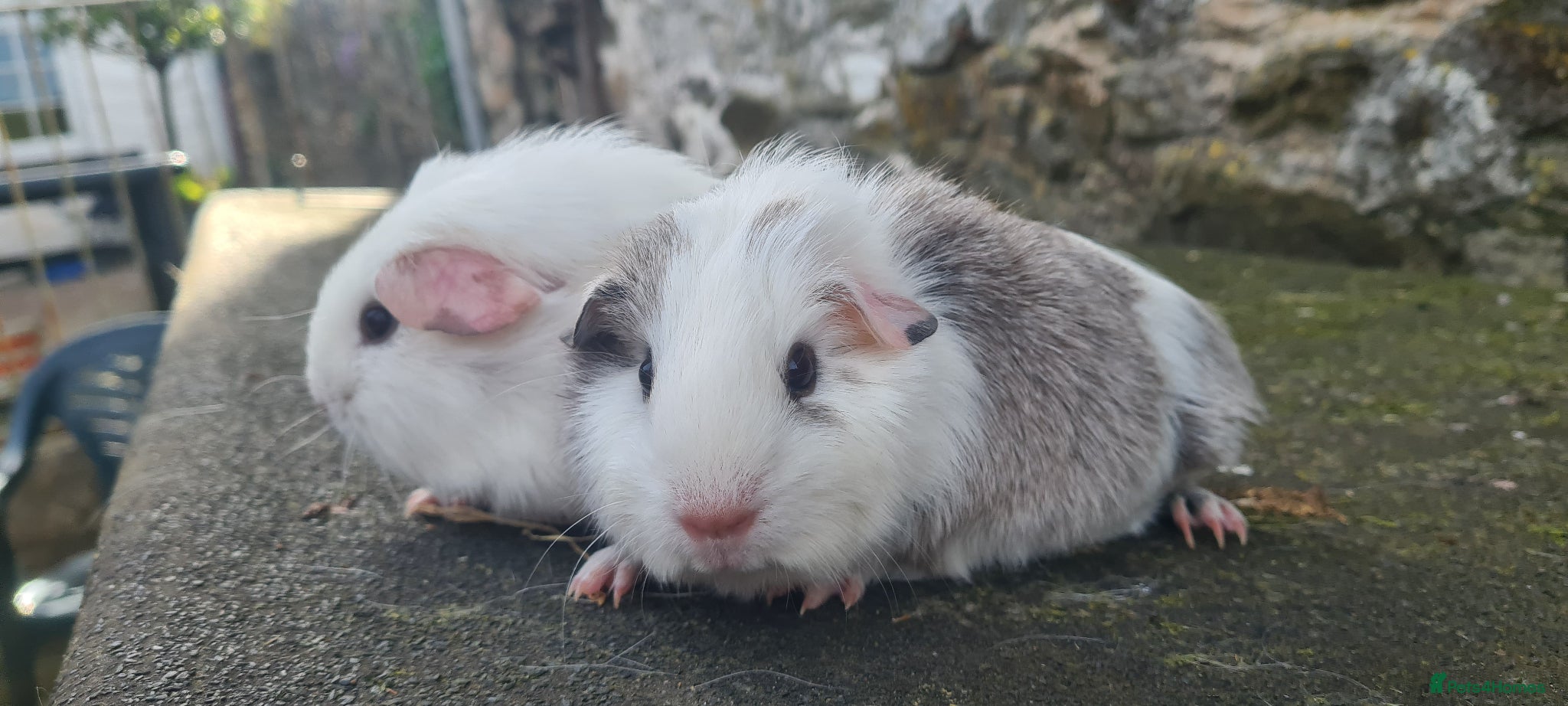 Guinea Pig rodents for sale: Female smooth haired guinea pigs - Advert 6