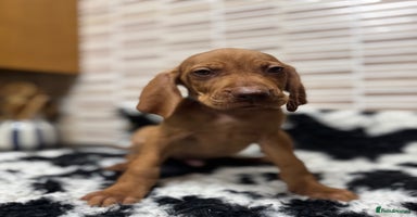 Hungarian Vizsla dogs - Advert 9