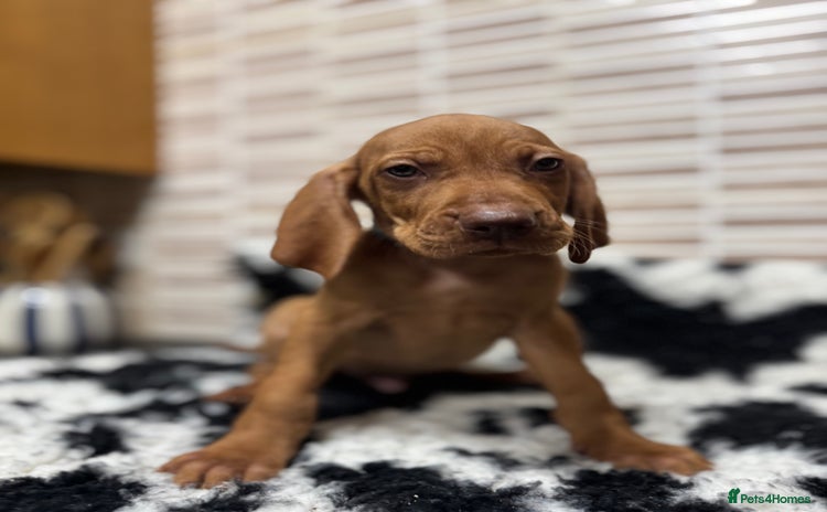 Hungarian Vizsla dogs - Advert 2