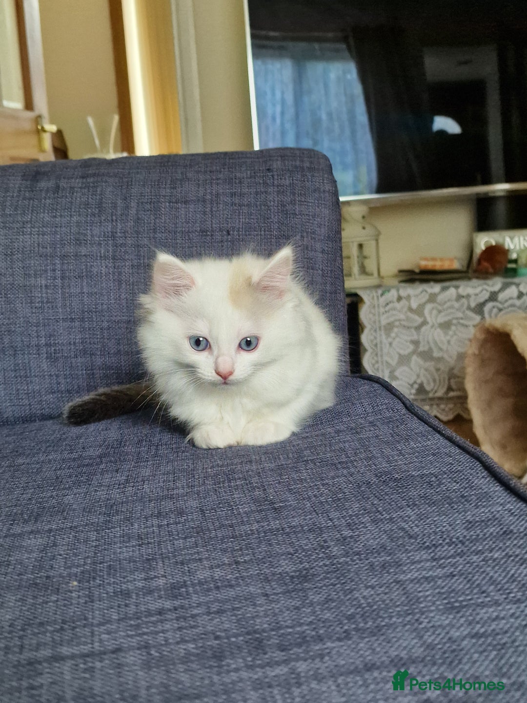 Mixed Breed cats for sale: Rare Ragdoll × Norwegian Forest kittens - Image 15