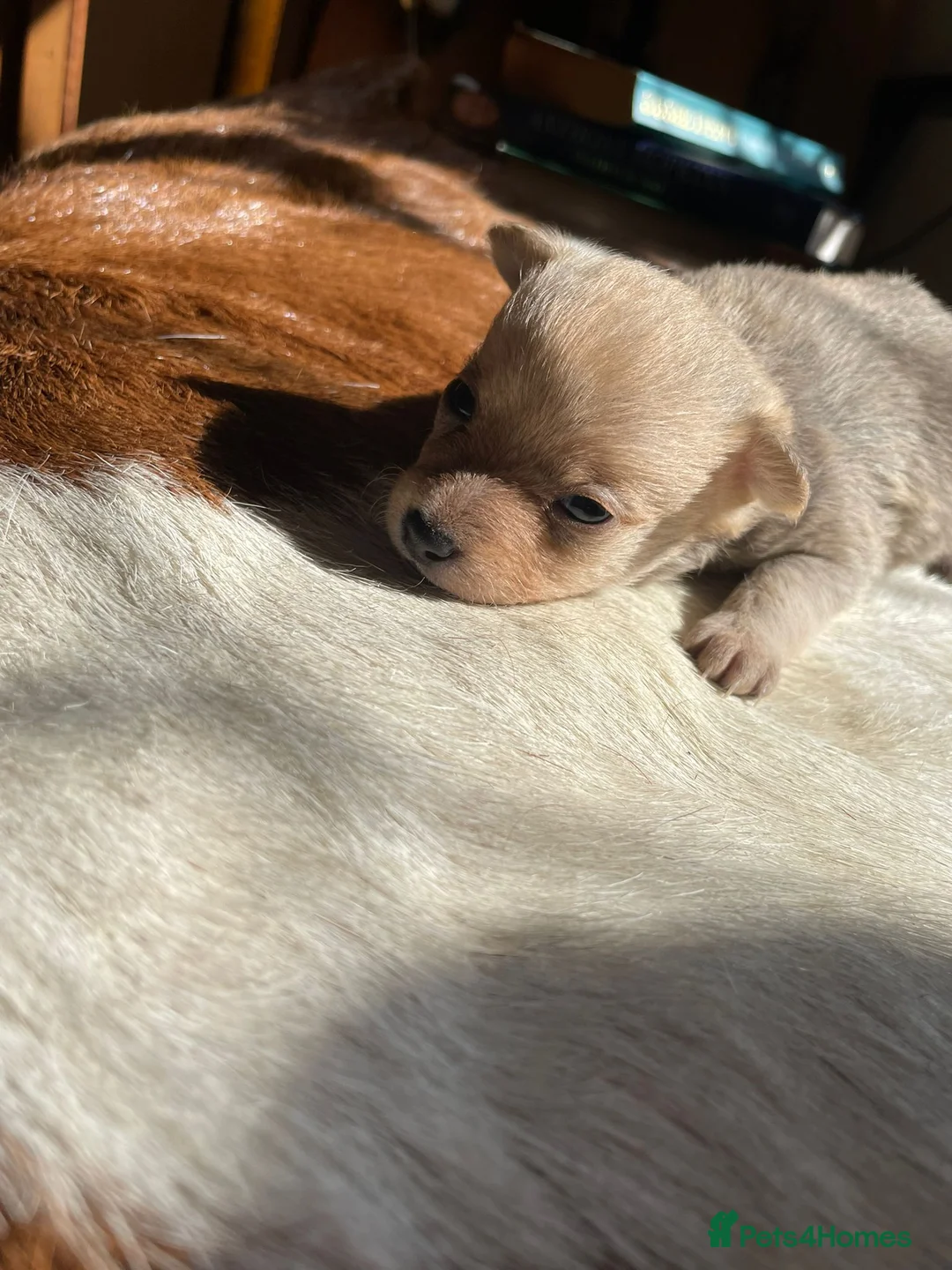Mixed Breed dogs for sale: Beautiful Pom x puppies for sale  in Nottingham - Advert 11