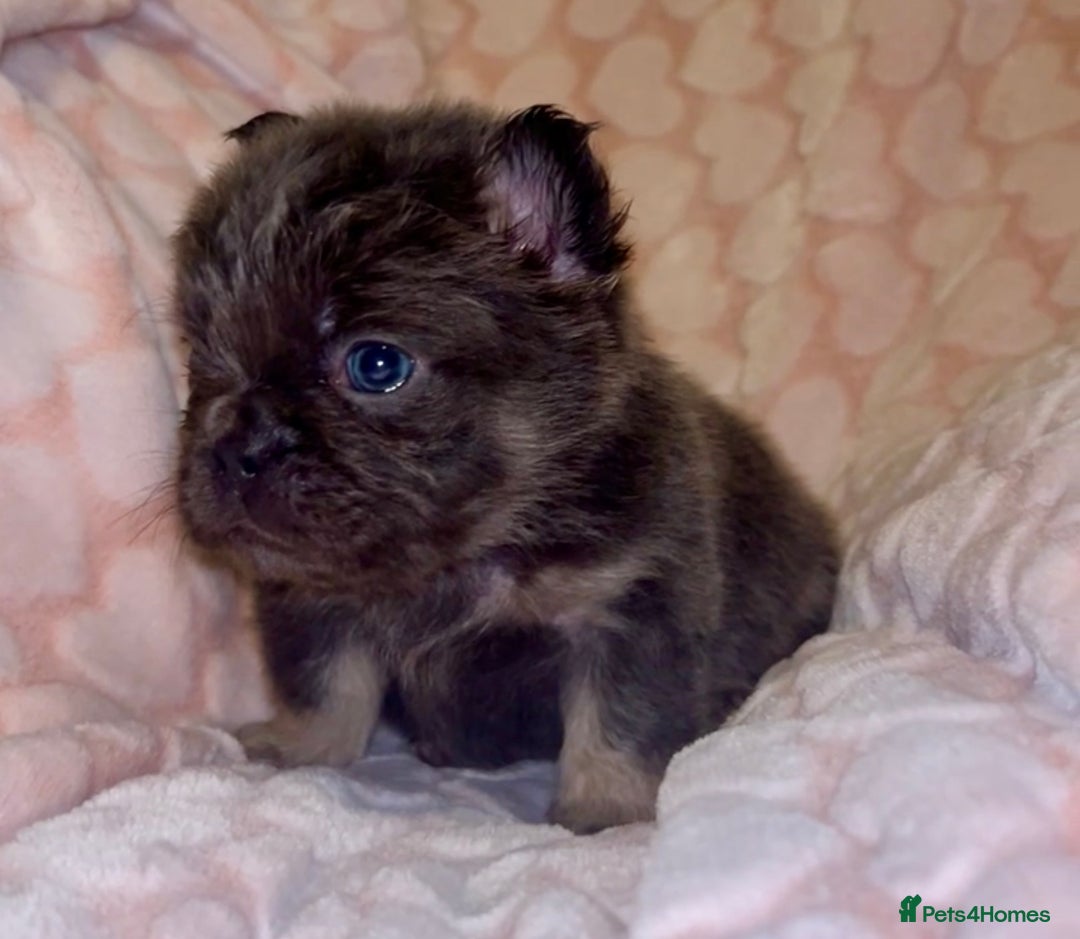 French Bulldog dogs for sale: Fluffy beautiful French bulldog baby’s  - Advert 5