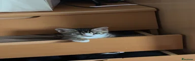 Tabby kitten 