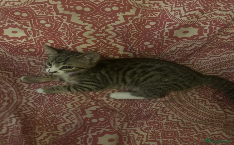British Shorthair cats for sale - Advert 1