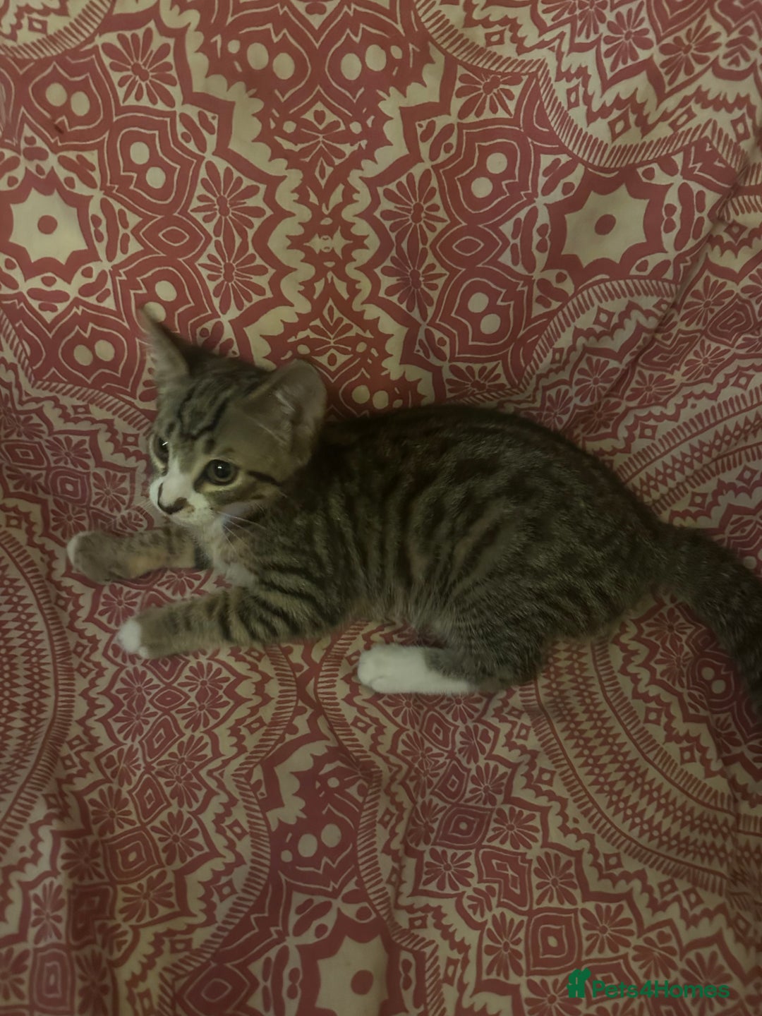 British Shorthair cats for sale: 2 tabbys - Image 1