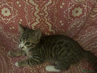 British Shorthair cats - Advert 31