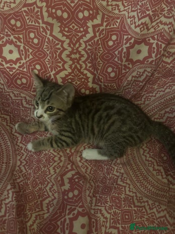 British Shorthair cats - Advert 13