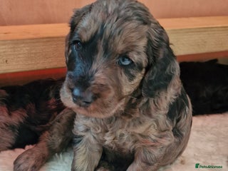 Mini Goldendoodle dogs - Advert 4