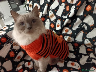 Ragdoll cats Ragdoll kittens - Advert 5