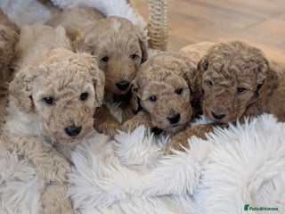 Australian Labradoodle dogs - Advert 3